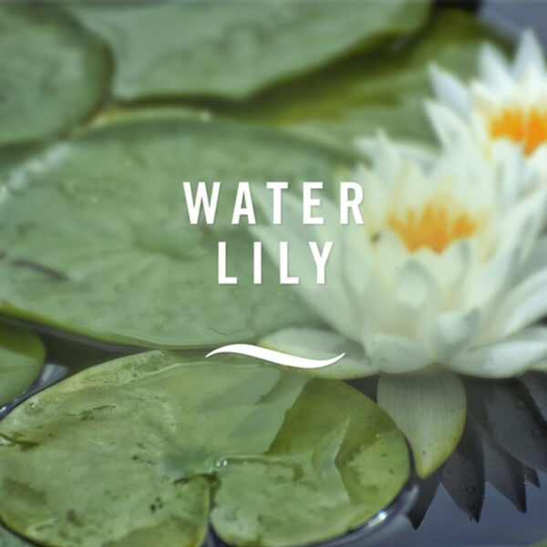 Освежитель воздуха для ванной комнаты Febreze Water lily